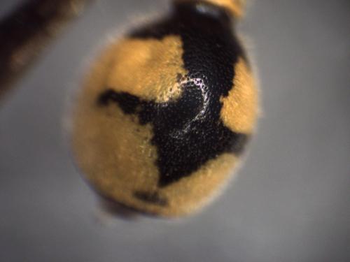 Réf. 349 564 : Eumenes coronatus